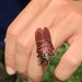 Lycorma meliae - Photo no rights reserved, uploaded by chiachiwu
