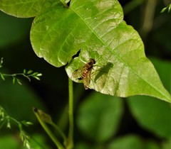 Chrysopilus fasciatus