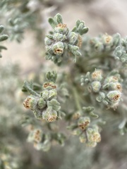 Artemisia spinescens