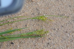 Carex garberi