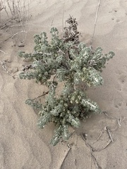 Artemisia spinescens
