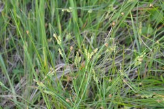 Carex garberi