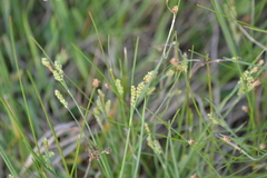 Carex garberi
