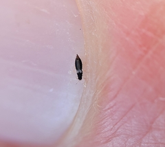 Heliothrips haemorrhoidalis