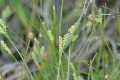 Carex garberi