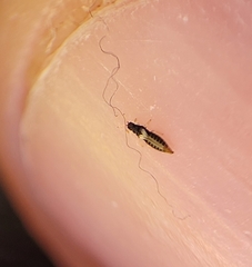 Heliothrips haemorrhoidalis