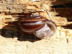 Monadenia