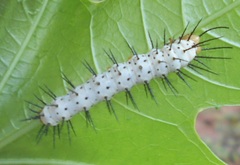 Heliconius erato hydara