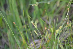 Carex garberi
