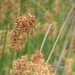 California Bulrush - Photo (c) hikingsandiego, some rights reserved (CC BY-NC)