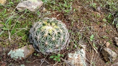 Coryphantha radians