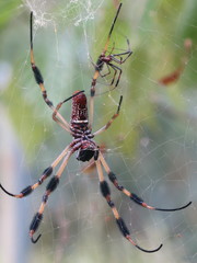 Trichonephila clavipes image