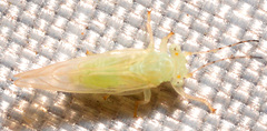 Cacopsylla annulata