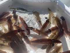 Doryteuthis opalescens