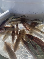 Doryteuthis opalescens