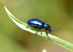 Chrysochus cobaltinus