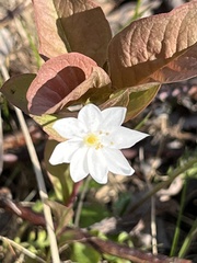 Lysimachia europaea
