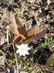 Lysimachia europaea