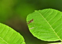 Chrysopilus fasciatus
