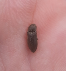 Hadromorphus inflatus