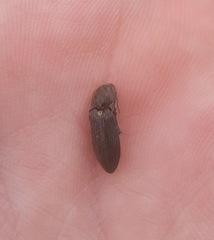 Hadromorphus inflatus