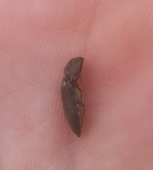 Hadromorphus inflatus