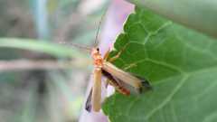Cantharis rufa