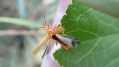 Cantharis rufa