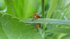 Cantharis rufa