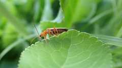 Cantharis rufa