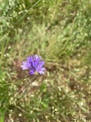 Dichelostemma congestum