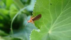 Cantharis rufa