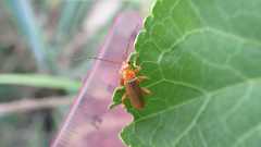 Cantharis rufa