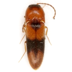 Ampedus areolatus