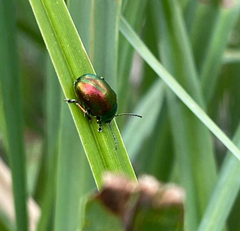 Chrysolina graminis