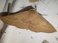 Monoctenia falernaria