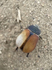 Paracotalpa granicollis