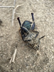 Paracotalpa granicollis