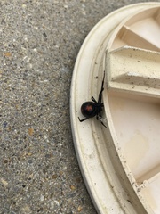 Latrodectus variolus