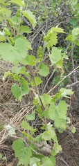Vitis acerifolia