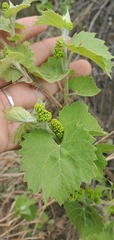 Vitis acerifolia