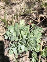 Hylotelephium