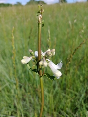 Penstemon tubaeflorus