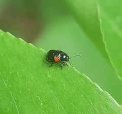 Cryptocephalus quadruplex