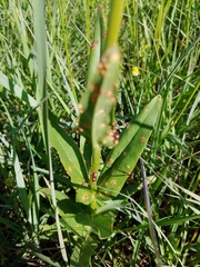 Penstemon tubaeflorus