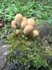 Coprinellus truncorum