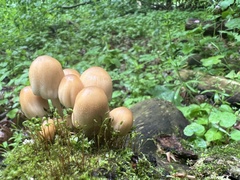 Coprinellus truncorum