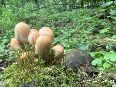 Coprinellus truncorum
