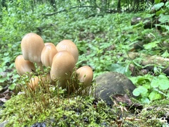 Coprinellus truncorum