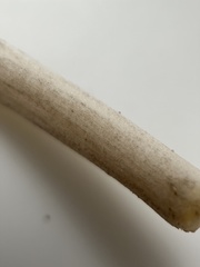 Coprinellus truncorum